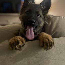 German Shepherd All Grown Up from Z Tykev Vino LLC