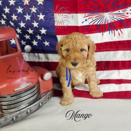 Mango - Red  male Goldendoodle puppy in Mancelona, Michigan from Lavender poodles & doodles