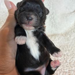Light pink - Black and white female Shihpoo puppy in Millsap, Texas from Gaston’s Posh Poodles and Doodles