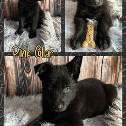 German Shepherd Puppies from Pocono GSD