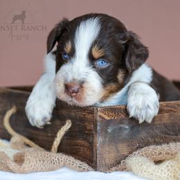Boy 3 - Red tri-color male Australian Shepherd puppy in Athens, Alabama from SunSet Ranch Aussies