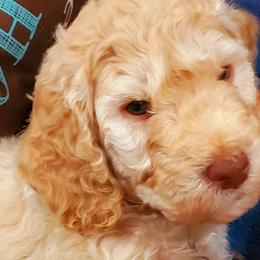 Boy 4 - Labradoodle puppy in Statesville, North Carolina from Labradoodles of the Foothills