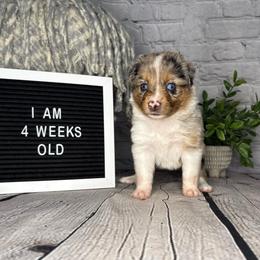 Princess Elsa - Blue merle female Miniature Australian Shepherd puppy in Peoria, Arizona from B My Sunshines Mini Aussies