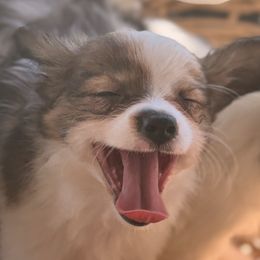 Melody ( our keeper) - White and sable female Papillon puppy in Joshua, Texas from Summertime Kennels