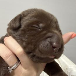 Gray - Chocolate male Labrador Retriever puppy in Dickson, Tennessee from Cane Creek Labradors