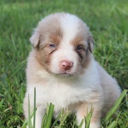 Dinah - Red merle female Australian Shepherd puppy in Star City, Arkansas from Blush & Lace Aussie Co.