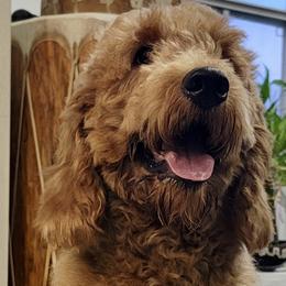 Bernedoodles, Cavapoos, Goldendoodles, and Golden Mountain Doodles from Oodles O'Doodles