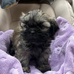 Light brindle girl - Brindle female Shih Tzu puppy in Hibbing, Minnesota from Iron Range Shih Tzu and Puppies