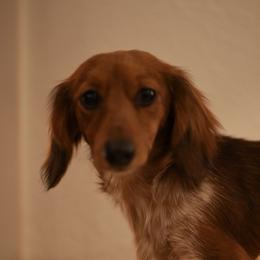 Duchess - Sable female Dachshund puppy in Eastland, Texas from Mavericks Mini Dachshunds