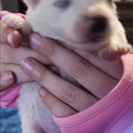 Duke - White male American Eskimo Dog puppy in Grants Pass, Oregon from SnH Eskies