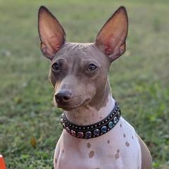 American Hairless Terriers from New Hope Kennel