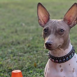 American Hairless Terriers from New Hope Kennel