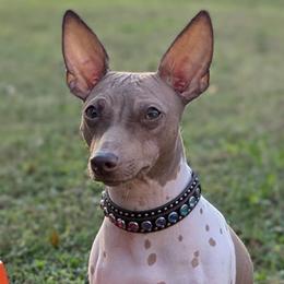 American Hairless Terriers from New Hope Kennel