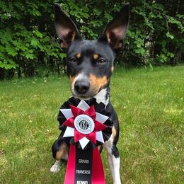 Rat Terrier All Grown Up from Far North Rat Terriers