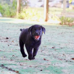 Doberman Pinscher and Labrador Retriever Puppies from Dutton Dog Co & Dalla Grazia Doberman