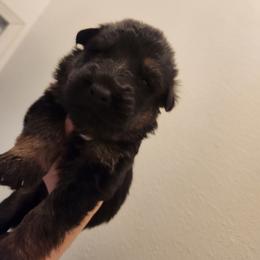 Purple Girl - Black and red male German Shepherd puppy in Longview, Washington from Bunkerhill Shepherds
