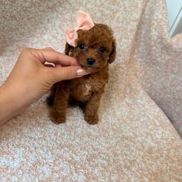 Pulguita - Apricot female Poodle puppy in Miami, Florida from Sakura Poodles