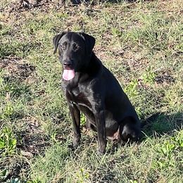Labrador Retrievers from Richard's Labrador Retrievers