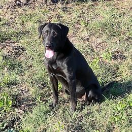 Labrador Retrievers from Richard's Labrador Retrievers