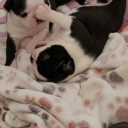 Boston Terrier Puppies from Cripple Creek Boston Terriers