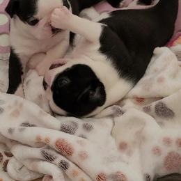 Boston Terrier Puppies from Cripple Creek Boston Terriers