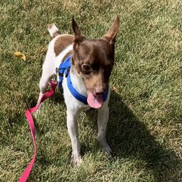 Rio - Rat Terrier