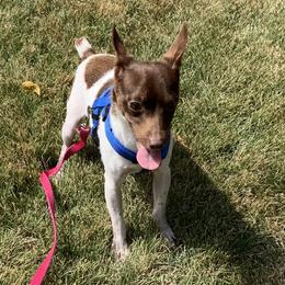 Rio - Rat Terrier
