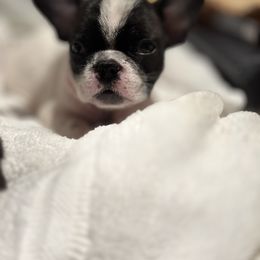 French Bulldog and Labrador Retriever Puppies from Desiree Ortiz's French Bull Dogs and Labrador Retrievers