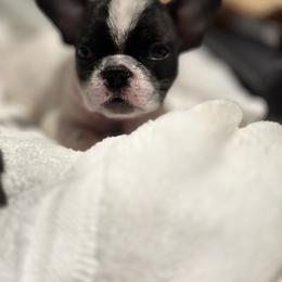 French Bulldog and Labrador Retriever Puppies from Desiree Ortiz's French Bull Dogs and Labrador Retrievers