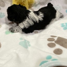 Miniature Schnauzer Puppies from Schnazzy Schnauzers