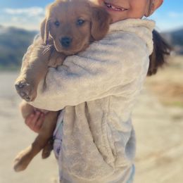 Golden Retriever Puppies from Golden Star Ranch