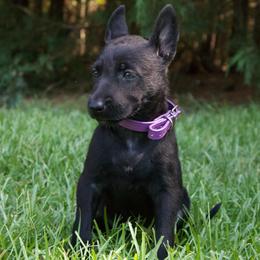 Purple Collar Female - Black brindle female Dutch Shepherd puppy in Fayetteville, North Carolina from Iron Sight K9s