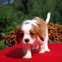 Cavalier King Charles Spaniel Puppies from Halloweentown cavaliers