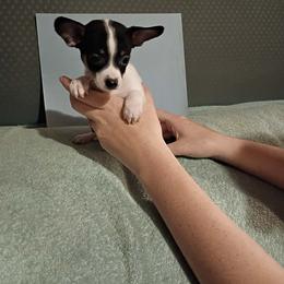 Stripe - Black and white male Chihuahua puppy in Federalsburg, Maryland from Mobley Chihuahuas