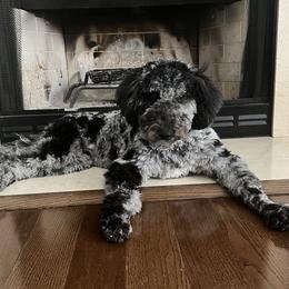 Aussiedoodle All Grown Up from Pawsitively Doodles