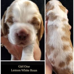 Girl 1 Mabel - Lemon and white female English Springer Spaniel puppy in Silverdale, Washington from TimberVale Springers