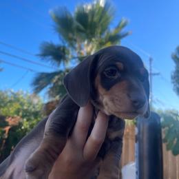 Chase Jr. - Chocolate and tan male Dachshund puppy in Yuba City, California from The Navarro Furbabies