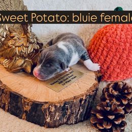 Sweet Potato - Blue female Pembroke Welsh Corgi puppy in Norman, Oklahoma from Charm Farm Corgis