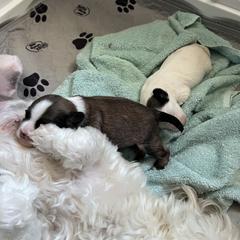 Lowchen Puppies from Potrero Lowchen