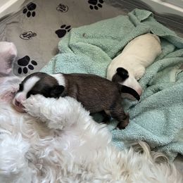 Lowchen Puppies from Potrero Lowchen