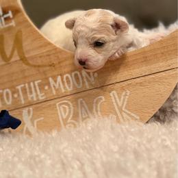 Navy Male Toy Maltipoo - Parti male Maltipoo puppy in Royse City, Texas from Cleveland's Poodles & Toy Maltipoo’s