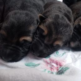 German Shepherd Puppies from Spruce Valley German Shepherds