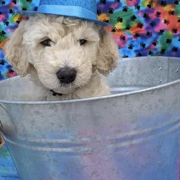 Goldendoodle Puppies from Yuppy Puppy Goldendoodles