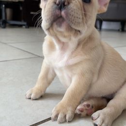 French Bulldog Puppies from MaFrenchiesBadandBoujee
