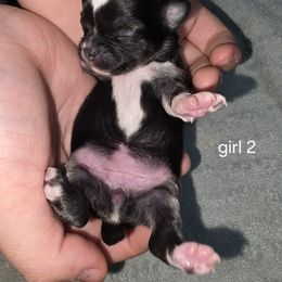 Female 2  - AKC - Full Registration - female Chihuahua puppy in Wytheville, Virginia from Southwest Virginia Chihuahua