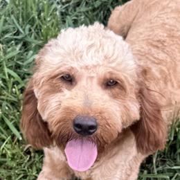 Cavapoos and Goldendoodles from Ashley's Doodles