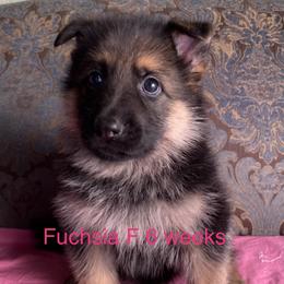 Fuchsia collar girl - Black and red female German Shepherd puppy in Coleta, Illinois from Four Leaf Farm- Vom Vierblättriges Bauernhof