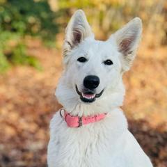 Janis - Berger Blanc Suisse