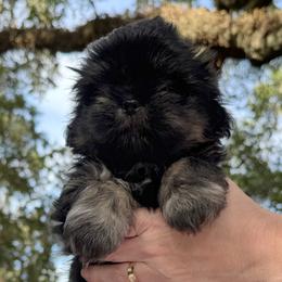 Boy 2 - Black and tan male Shih Tzu puppy in Mobile, Alabama from FluffyTail Shih Tzu