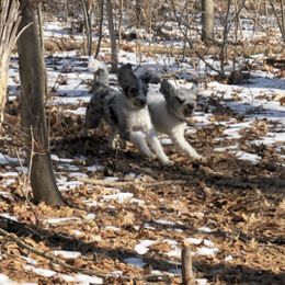 Aussiedoodle Puppies from AussiedoodleMI